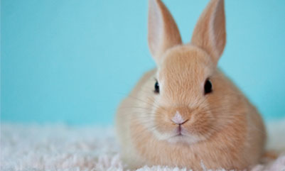 Serina Sakai